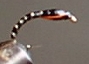 canpupae25.jpg (5142 bytes)