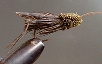 cricket25.jpg (6872 bytes)