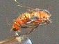orcaddpup25.JPG (7016 bytes)